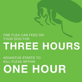 Advantus Flea Soft Chews for Large Dogs 23-110 lbs. 30 Count Bayer