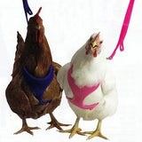 Valhoma Pet Chicken Harness and/or Leash Bright Fun Colors Pet Duck Goose Valhoma