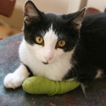 Wrap-It-Up 4" Self Cohesive Flexible Bandages Pets Animals & Humans 18CT, Pink Piccardmeds4pets.com